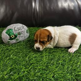 Boy 1 - Brown and white male Jack Russell Terrier puppy in Greeneville, Tennessee from Wampler Jacks