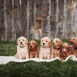 Goldendoodle Puppies from 307 Doodles