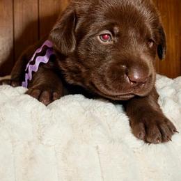 Purple - Chocolate female Labrador Retriever puppy in Gainesville, Georgia from Rucker Retrievers