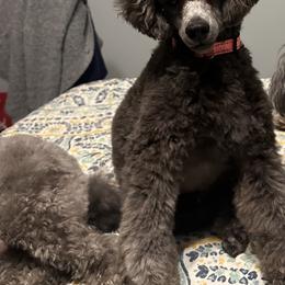 Winston - Poodle