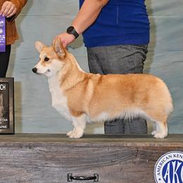 Kimi - Pembroke Welsh Corgi