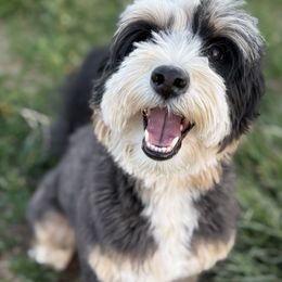 Aussiedoodle and Bernedoodle All Grown Up from Sassy Pants Pups