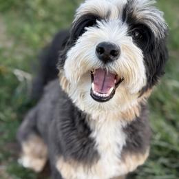 Aussiedoodle and Bernedoodle All Grown Up from Sassy Pants Pups