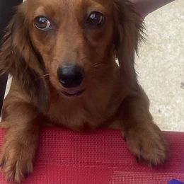 Jazzy - Dachshund