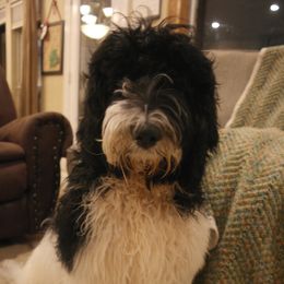 Gideon - Labradoodle