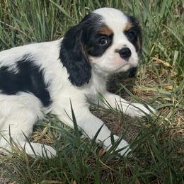 Cavalier King Charles Spaniel Puppies from Queen City Cavaliers