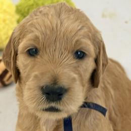DAKOTA - Red  female Goldendoodle puppy in Porter Ranch, California from Jasperdoodle.com