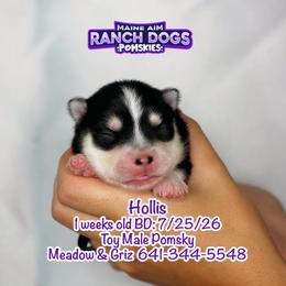 Hollis - Black and white male Pomsky puppy in Humeston, Iowa from M.A.R. Dogs