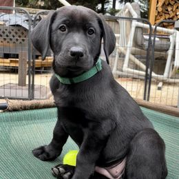 Labrador Retriever Puppies from Yates Family Labs
