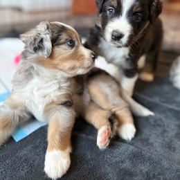 Tundra - Blue merle female Miniature American Shepherd puppy in Phoenix, Arizona from Outlaw Minis