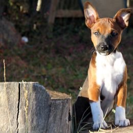 Rat Terrier Puppies from River Ridge Rat Terriers