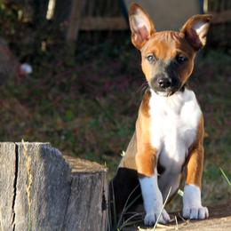 Rat Terrier Puppies from River Ridge Rat Terriers