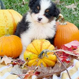 Bean - Black tri-color female Australian Shepherd puppy in Kearney, Nebraska from Helix Aussies