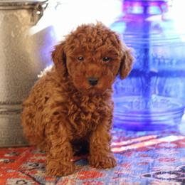 Light green - Red  male Poodle puppy in Pottersville, Missouri from Christina Miller's Poodles
