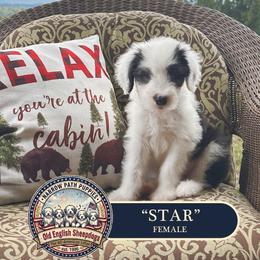Star - Gray and white female Old English Sheepdog puppy in Cleveland, Tennessee from Narrow Path Old English & Sheepadoodles