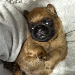 5C Black - Red male Brussels Griffon puppy in Land O' Lakes, Florida from 5C Brussels Griffons