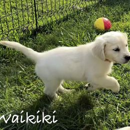 Golden Retriever Puppies from Lakemist Retrievers