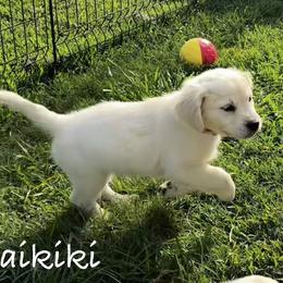 Golden Retriever Puppies from Lakemist Retrievers