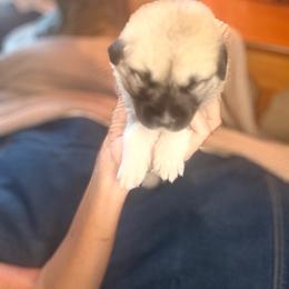 Girl 2 Oakley yellow collar - Fawn female Anatolian Pyrenees puppy in Clifton, Illinois from Mcginnis Guardian Dogs