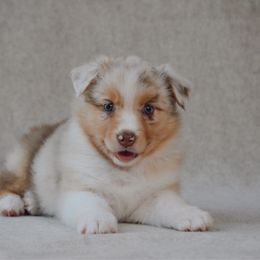 Daisy - Red merle female Australian Shepherd puppy in Aberdeen, North Carolina from Huckleberry Hill Aussies LLC.