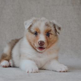 Daisy - Red merle female Australian Shepherd puppy in Aberdeen, North Carolina from Huckleberry Hill Aussies LLC.