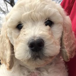 Labradoodle Puppies from Ruby Doo’s Doodles