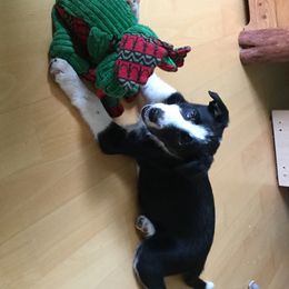 Border Collie Puppies from Forthright Border Collies