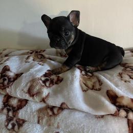 Cleo Jr - Black and tan female French Bulldog puppy in Coatesville, Pennsylvania from The Chipper Frenchie