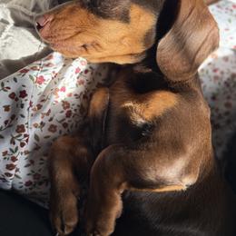 Dachshund Puppies from Cold Mountain Dachshunds