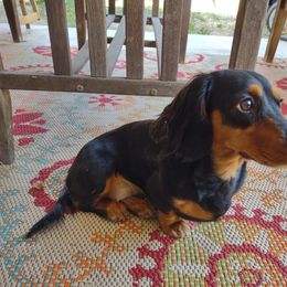 Milly - Dachshund