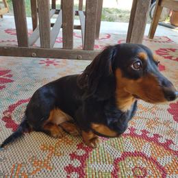 Milly - Dachshund