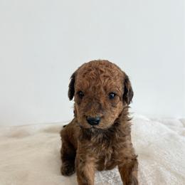 Boy 4 - Red  male Goldendoodle puppy in Valley Farms, Arizona from Gall’s Doodle Ranch