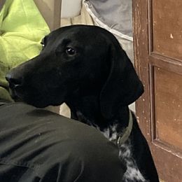 Reba - German Shorthaired Pointer