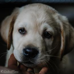 Labrador Retriever Puppies from Landon J Farms Labrador Retrievers