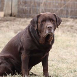 Nash - Labrador Retriever