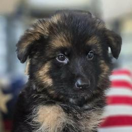 Green - Black and red male German Shepherd puppy in Bradley County, Tennessee from Chestuee German Shepherd