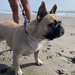 French Bulldogs from Les Petits Monstres