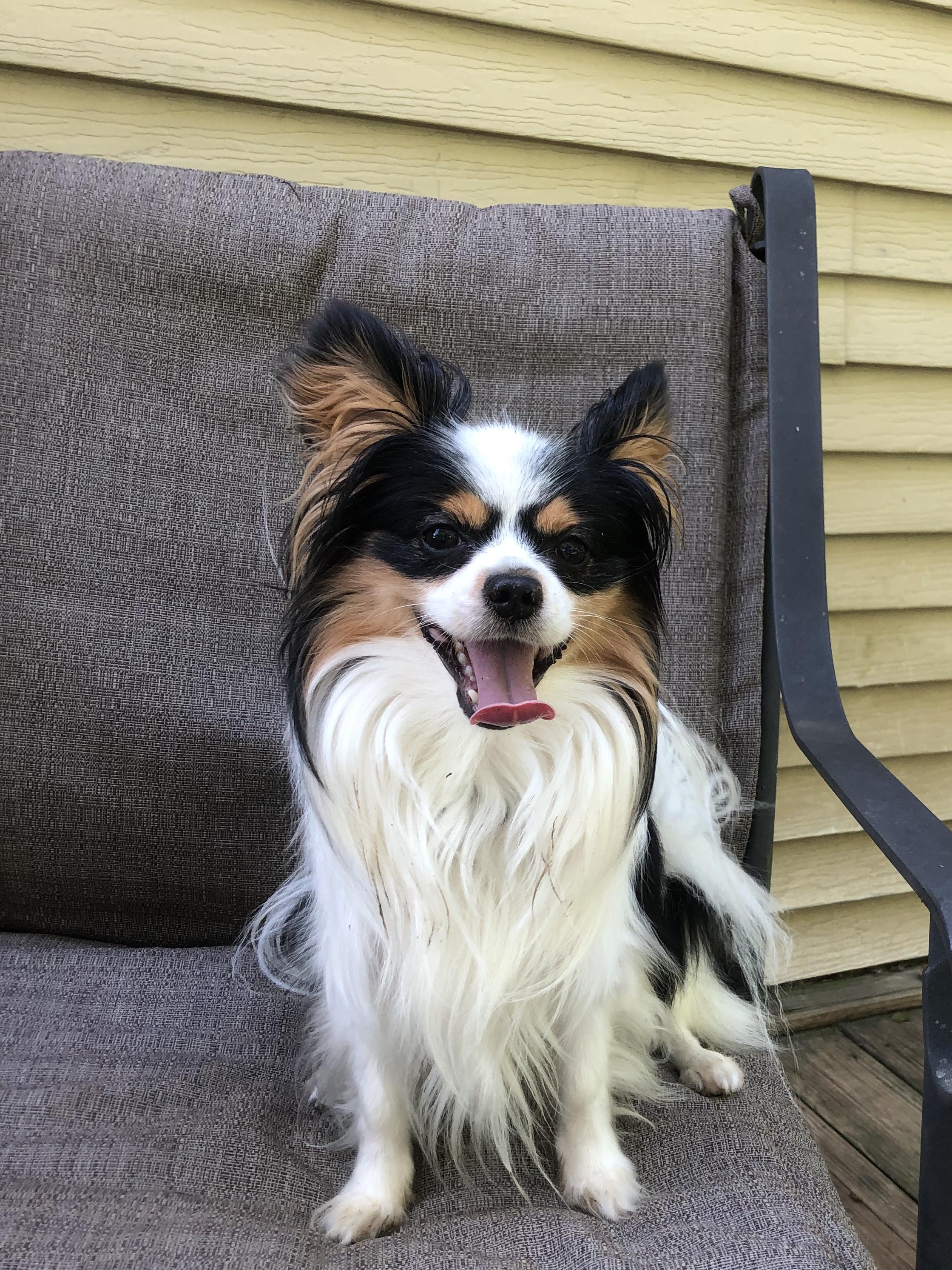 Filbert's Lazy Dayz Papillons in Kentucky Papillon puppies Good Dog