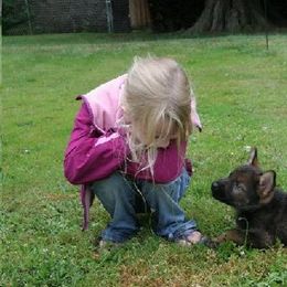German Shepherd Puppies from Waldkonig K9