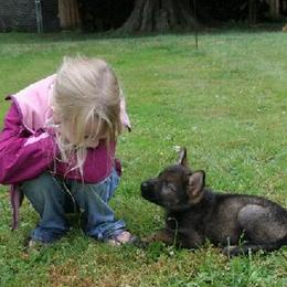 German Shepherd Puppies from Waldkonig K9