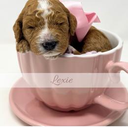 Lexie - Red  female Goldendoodle puppy in State Road, North Carolina from Must Love Doodles