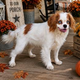 Trixie - Cavalier King Charles Spaniel