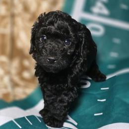 Touchdown (Toy Poodle) - Black male Poodle puppy in West Point, Mississippi from Golden Paws