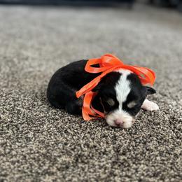 Boy 2 - Black and tan male Corgipoo puppy in Junction, Utah from Sugar Doodles