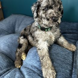 BayMax(dark green) - Merle Goldendoodle puppy in Byron Center, Michigan from The Perfect Doodle Paw