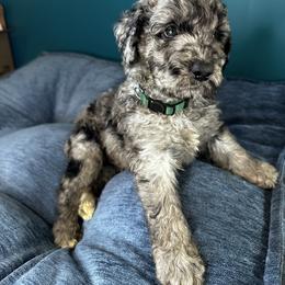 BayMax(dark green) - Merle Goldendoodle puppy in Byron Center, Michigan from The Perfect Doodle Paw