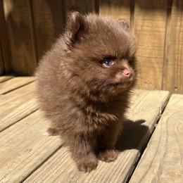 Pomeranian Puppies from Bluebonnet Pomeranians