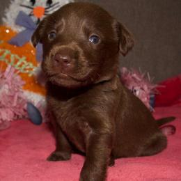 Bella - Chocolate female Labrador Retriever puppy in Arlington, Washington from Stout's Hunting Labs and trsbullies