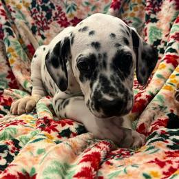 Heath - White and black male Dalmatian puppy in Austin, Texas from Dazzling Dalz