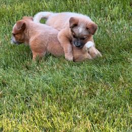 Capy - Red speckled male Australian Cattle Dog puppy in Billings, Montana from Sugarloaf French bulldogs and Australian cattle dogs